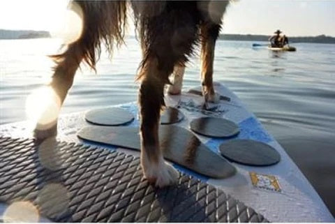 Surf Gear for Dogs