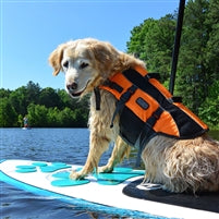 Paddlers best Friend SUP with Your Dog Starter Kit