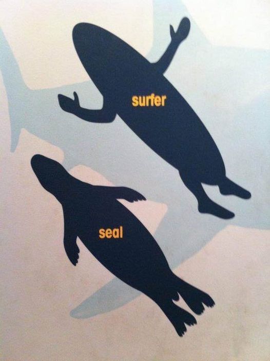 I'm Not a Seal Shark Repellent Sticker