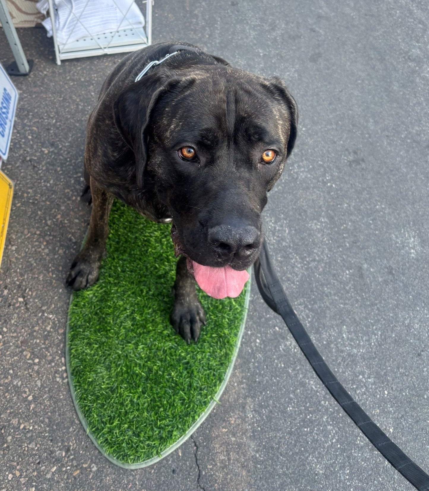 Pup Surfboard shaped Turf Pad