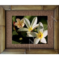 "Plumeria Family" Floral Photograph Bamboo Framed Art Print